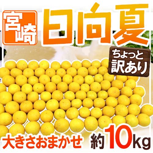 ”宮崎県産 日向夏” ちょっと訳あり 約10kg 大きさおまかせ【予約 2月末以降】 送料無料