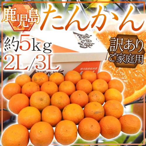 鹿児島産 ”たんかん” 訳あり 大玉2L/3Lサイズ 約5kg【予約 2月下旬以降】 送料無料