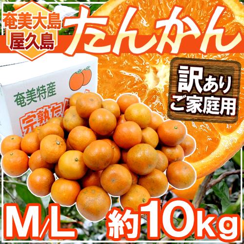 奄美大島・屋久島産 ”たんかん” 訳あり M〜L 約10kg【予約 2月以降】 送料無料