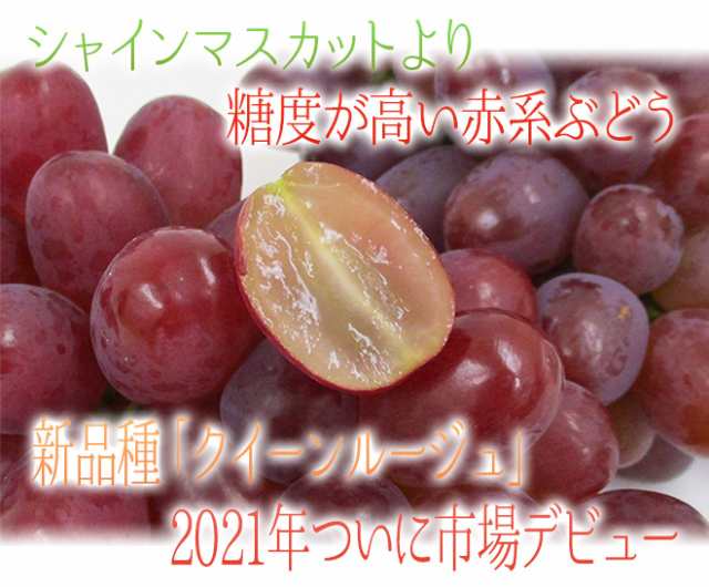 長野県 ”クイーンルージュ” 秀品 2房 約900g〜1kg 赤ぶどう【予約 9月中旬以降】 送料無料の通販はau PAY マーケット  くらし快援隊 au PAY マーケット－通販サイト