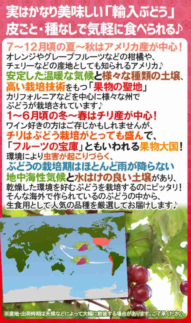 種なしぶどう ”レッドシードレス” 2袋 約1.6kg ちょっと訳あり チリ・アメリカ産他 赤ぶどう【予約 入荷次第発送】 送料無料の通販はau  PAY マーケット - くらし快援隊