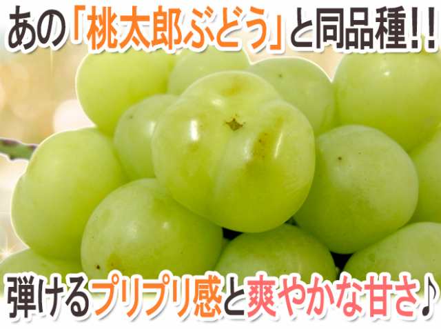 岡山産 ”瀬戸ジャイアンツ” 訳あり 2房 約1kg ぶどう【予約 9月以降】の通販はau PAY マーケット - くらし快援隊