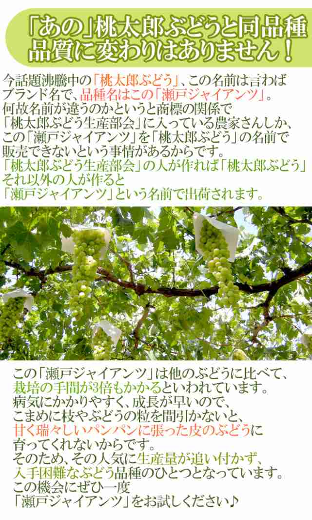 岡山産 ”瀬戸ジャイアンツ” 大房 約600g～750g ぶどう【予約 9月以降】の通販はau PAY マーケット - くらし快援隊