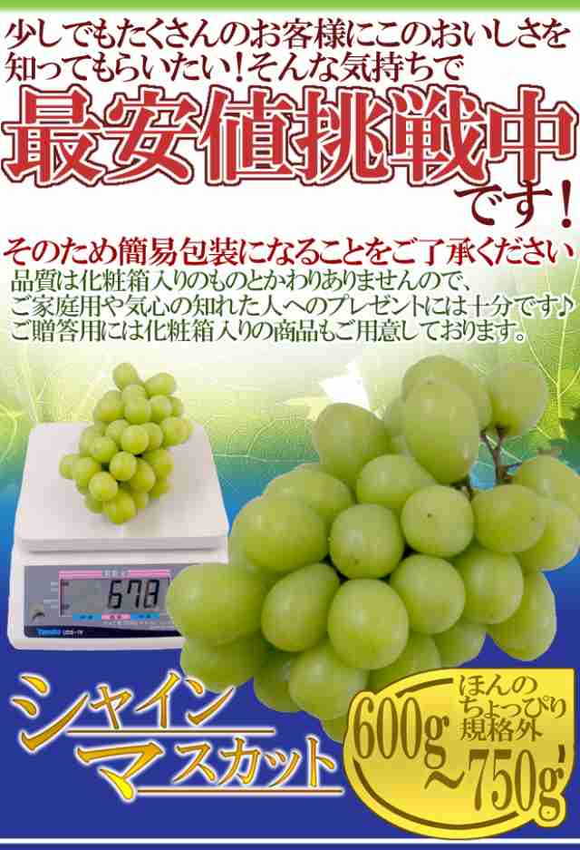 岡山産 ”シャインマスカット「晴王」” 大房 1房 約600g ぶどう【予約 7月下旬以降】の通販はau PAY マーケット - くらし快援隊