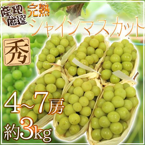 ”完熟シャインマスカット” 秀品 4〜7房 約3kg 産地厳選【予約 8月末以降】 送料無料