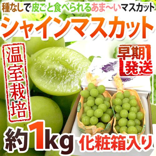 早期発送！プレミアム ”温室シャインマスカット” 秀品 2房 約1kg 化粧箱入り 産地厳選【予約 5月末以降】 送料無料