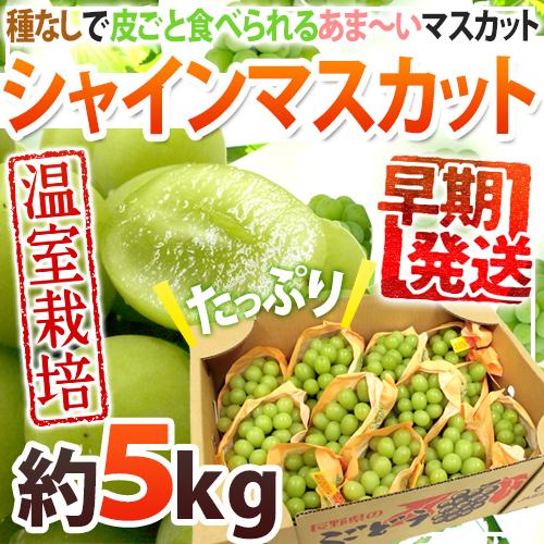 早期発送！プレミアム ”温室シャインマスカット” 秀品 約5kg 大きさおまかせ 産地厳選【予約 5月末以降】 送料無料