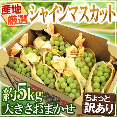 ”シャインマスカット” ちょっと訳あり 約5kg 大きさおまかせ 産地厳選【予約 8月末以降】 送料無料