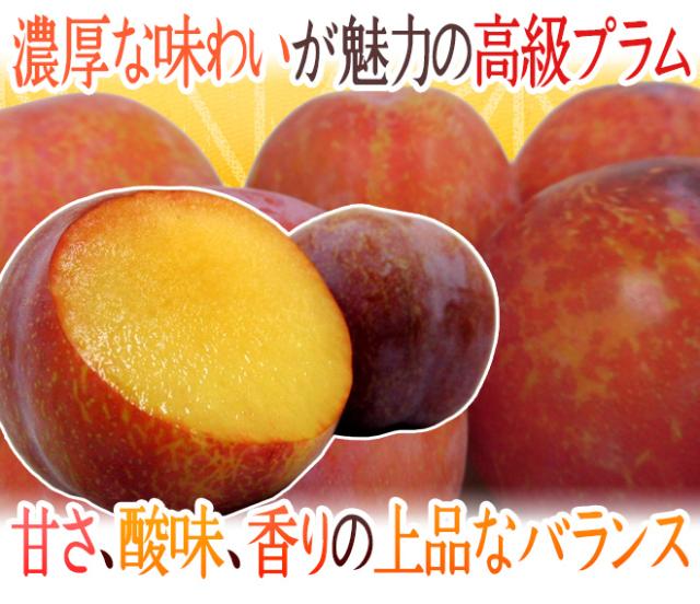 ランキング1位獲得 予約 7月日 8月日のご納品 すもも 貴陽 900g箱 6 9玉 山梨県 プラム 通販 ご贈答用 プレゼント 果物 きよう 桃 くだもの お中元 ブランドおしゃれ Arnabmobility Com