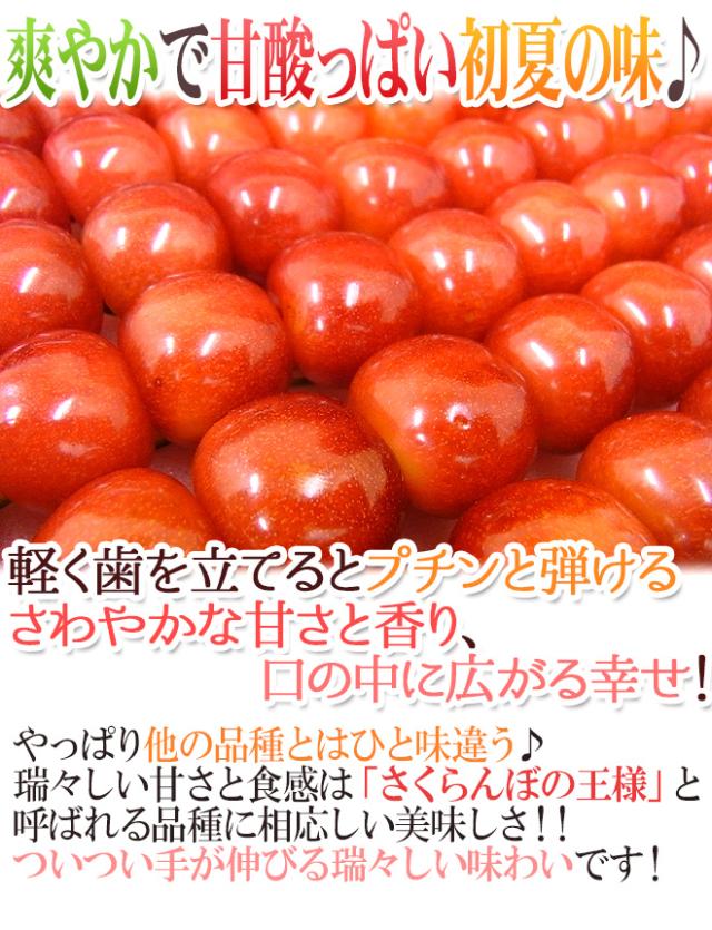 山形産 さくらんぼ 佐藤錦 L 2lサイズ 手詰め 化粧箱入り ハウス栽培時期 約300g 露地栽培時期 約500g 予約 4月末以降 送料無料の通販はau Pay マーケット くらし快援隊