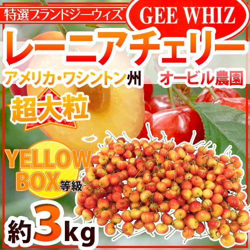 ”アメリカ産 ジーウィズ レーニアチェリー” 約3kg イエロー等級 さくらんぼ【予約 6月下旬以降】 送料無料