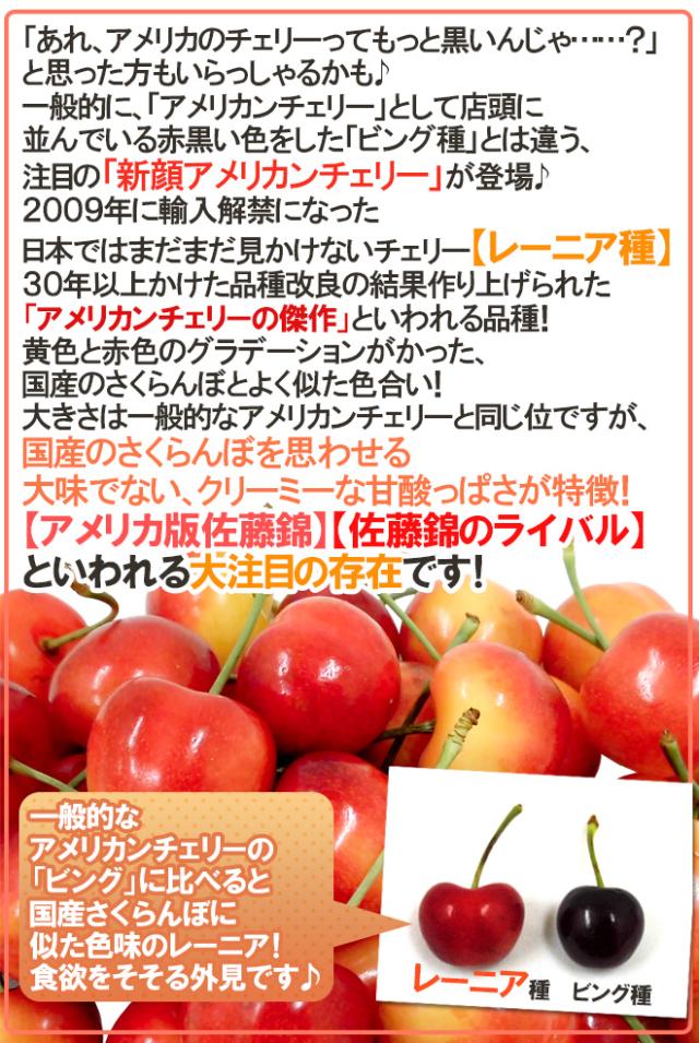 ”アメリカ産 ジーウィズ レーニアチェリー” 約3kg イエロー等級 さくらんぼ【予約 6月下旬以降】 送料無料_2