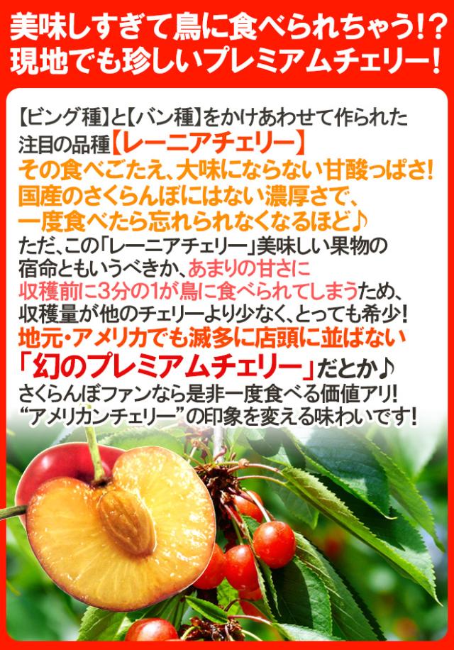 ”アメリカ産 ジーウィズ レーニアチェリー” 約3kg イエロー等級 さくらんぼ【予約 6月下旬以降】 送料無料_3