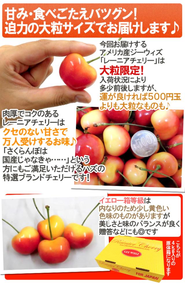 ”アメリカ産 ジーウィズ レーニアチェリー” 約3kg イエロー等級 さくらんぼ【予約 6月下旬以降】 送料無料_7