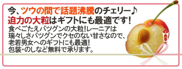 ”アメリカ産 ジーウィズ レーニアチェリー” 約3kg イエロー等級 さくらんぼ【予約 6月下旬以降】 送料無料_9