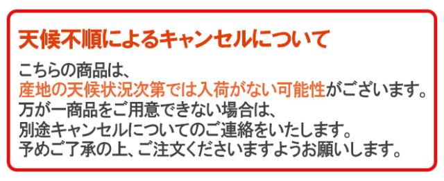 ”アメリカ産 ジーウィズ レーニアチェリー” 約3kg イエロー等級 さくらんぼ【予約 6月下旬以降】 送料無料_10