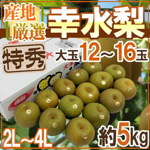 ”幸水梨” 特秀品 大玉2L〜4L 12〜16玉 約5kg 産地厳選 糖度12度以上【予約 8月以降】 送料無料 6,555円