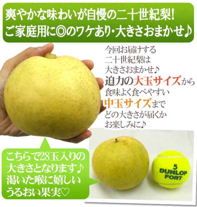 送料無料】鳥取産 ”二十世紀梨” 訳あり 大玉20~40玉 約10kg【予約 8月末以降】の通販はau PAY マーケット - くらし快援隊 送料無料】鳥取産 ”二十世紀梨” 訳あり 大玉20~40玉 約10kg【予約 8月末以降】の通販はau PAY マーケット - くらし快援隊