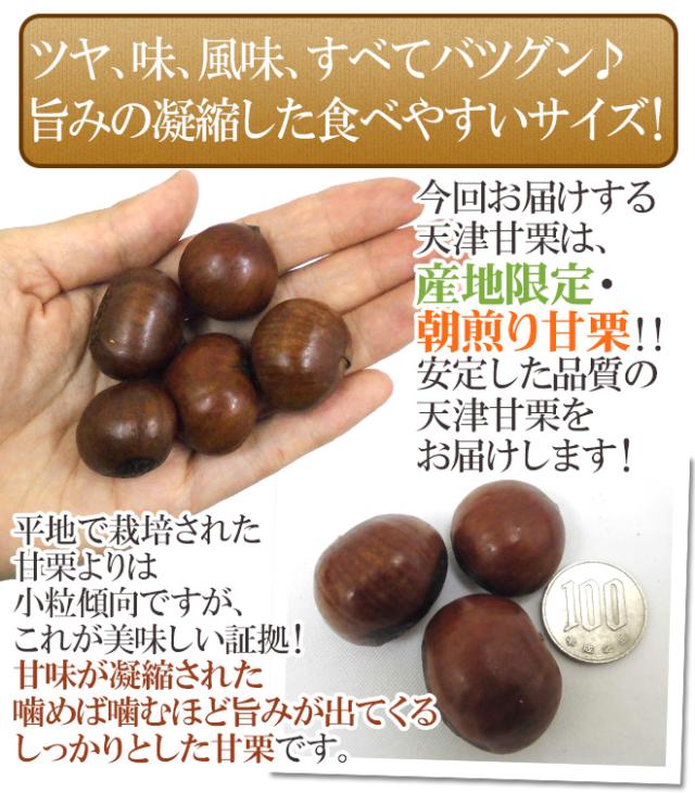 焼きたて・炒りたてを当日発送！ ”天津甘栗” 約5kg バラ《専用袋付き》イベント・お祭り・学園祭・社内行事に♪【予約 10月中旬以降】 送料無料