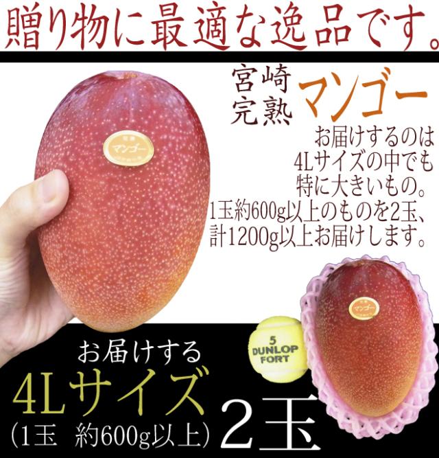 宮崎完熟マンゴー” 秀品 4Lサイズ 2玉 1.2kg以上 化粧箱入り