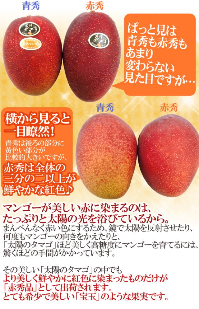 絶品 プレミアム 赤秀【太陽のたまご】 宮崎完熟マンゴー 4L大玉 二個 御中元 楽天市場】お中元 マンゴー 太陽のタマゴ 赤秀 4L 500g以上×2玉