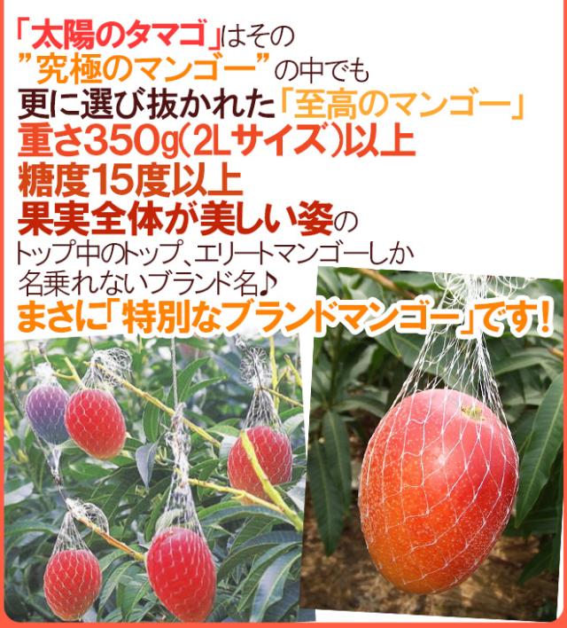 宮崎完熟マンゴー ”太陽のタマゴ” 超特大4L 2玉入り 最高等級 赤秀