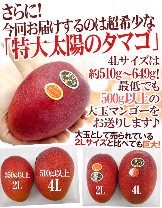 宮崎完熟マンゴー ”太陽のタマゴ” JA宮崎中央 超特大4L 2玉入 最高等級 赤秀限定【予約 4月以降】 送料無料_4