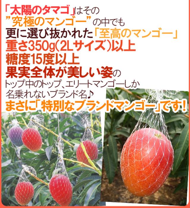 宮崎完熟マンゴー ”太陽のタマゴ” JA宮崎中央 超特大4L 2玉入 最高等級 赤秀限定【予約 4月以降】 送料無料_8