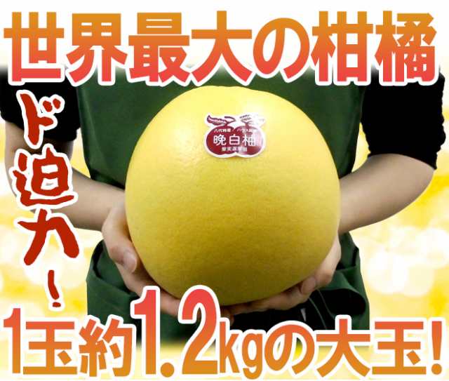 熊本県八代特産 ”晩白柚” ばんぺいゆ ちょっと訳あり Mサイズ 6玉 約