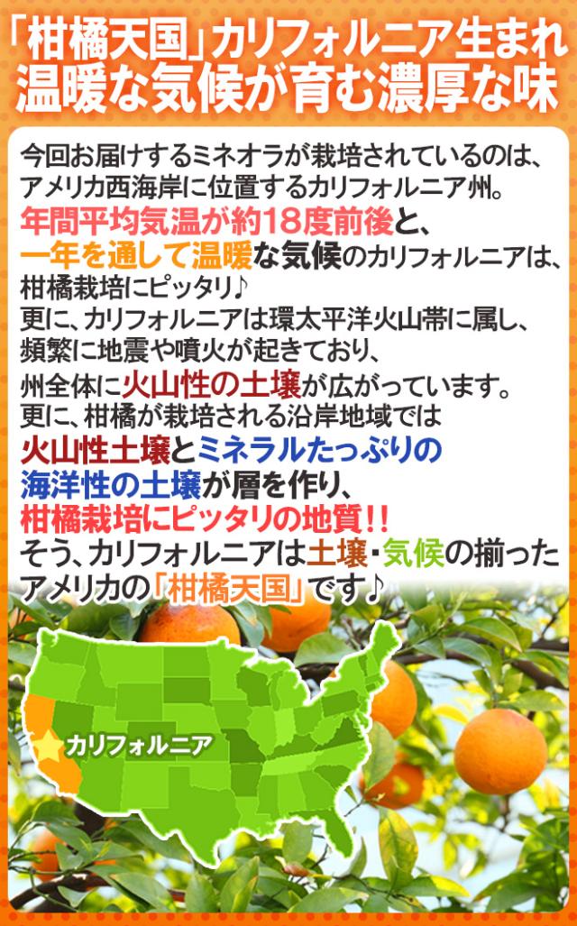 ”ミネオラオレンジ” 125玉前後 約17kg カリフォルニア産 ミネオラタンジェロ【予約 3月以降】 送料無料