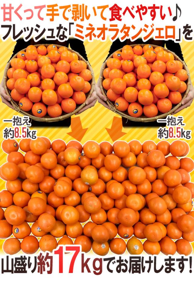 ”ミネオラオレンジ” 125玉前後 約17kg カリフォルニア産 ミネオラタンジェロ【予約 3月以降】 送料無料
