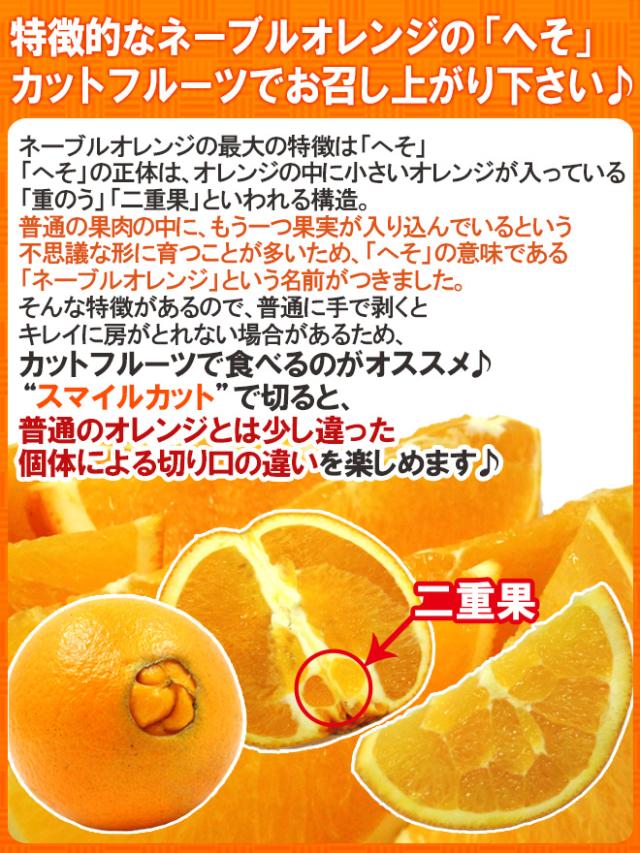 ”ネーブルオレンジ” 約10kg 大きさおまかせ アメリカ・オーストラリア産【予約 入荷次第発送】 送料無料