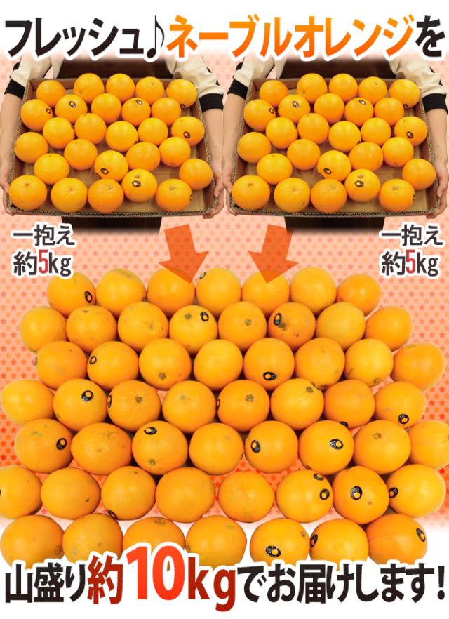”ネーブルオレンジ” 約10kg 大きさおまかせ アメリカ・オーストラリア産【予約 入荷次第発送】 送料無料