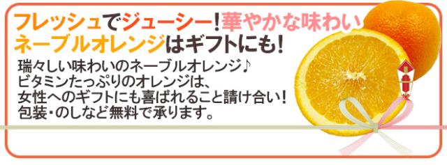 ”ネーブルオレンジ” 約10kg 大きさおまかせ アメリカ・オーストラリア産【予約 入荷次第発送】 送料無料