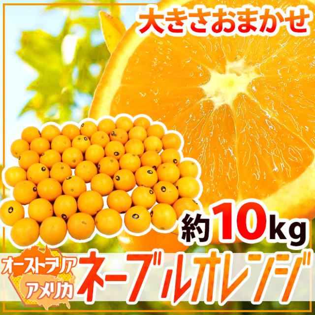 ”ネーブルオレンジ” 約10kg 大きさおまかせ アメリカ・オーストラリア産【予約 入荷次第発送】 送料無料