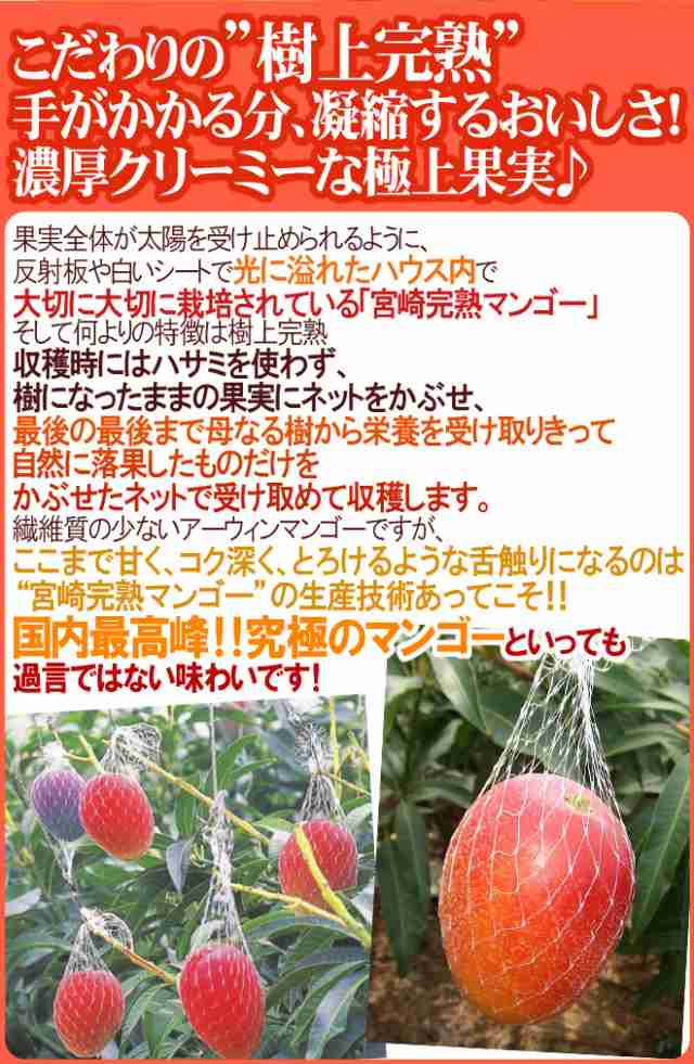 化粧箱入り 遅れてごめんね! 母の日ギフト 【送料無料】 カーネーション造花 ”佐藤錦&宮崎マンゴー” 【予約 5月13日以降入荷次第】