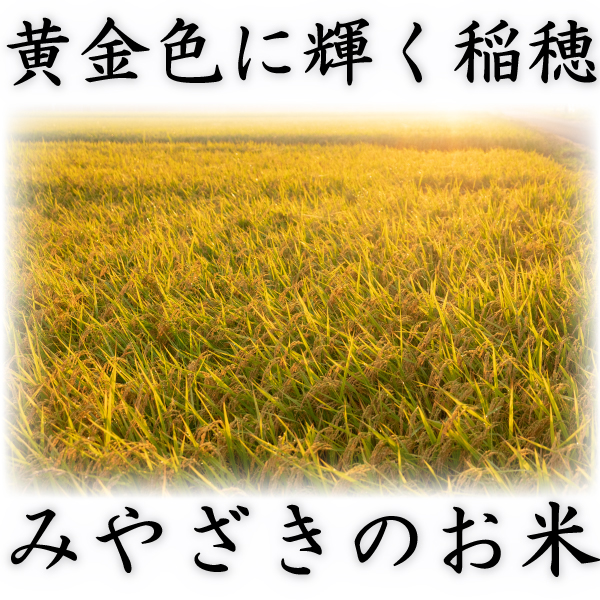お米 米 10kg 白米 送料無料 最短 宮崎県産 あきたこまち 令和7年産 5kg2個 みやざきのお米 富田商店 とみた商店_1