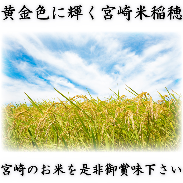 お米 米 10kg 白米 送料無料 最短 宮崎県産 あきたこまち 令和7年産 5kg2個 みやざきのお米 富田商店 とみた商店_2