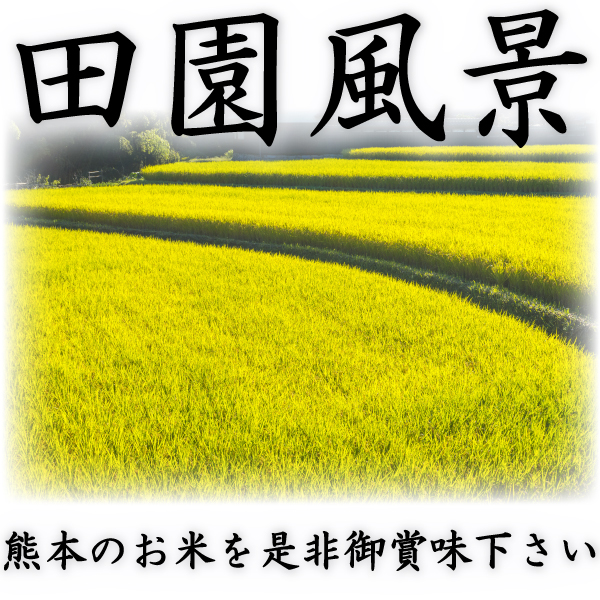 お米 米 30kg 白米 送料無料 最短 熊本県産 ひのひかり 令和7年産 ヒノヒカリ 10kg3個 富田商店一番人気 くまもとのお米_2