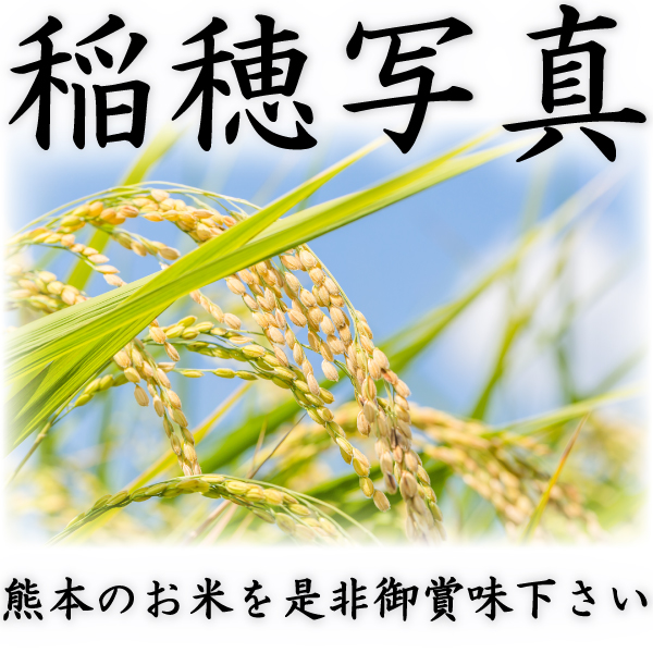 お米 米 30kg 白米 送料無料 最短 熊本県産 ひのひかり 令和7年産 ヒノヒカリ 10kg3個 富田商店一番人気 くまもとのお米_3