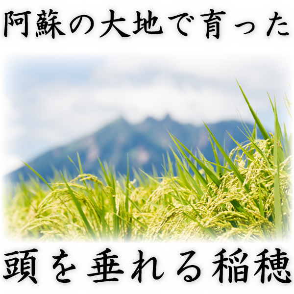 お米 米 15kg 白米 送料無料 最短 熊本県 阿蘇産 こしひかり 令和7年産 コシヒカリ 5kg3個 くまもとのお米 とみた商店 富田商店_3
