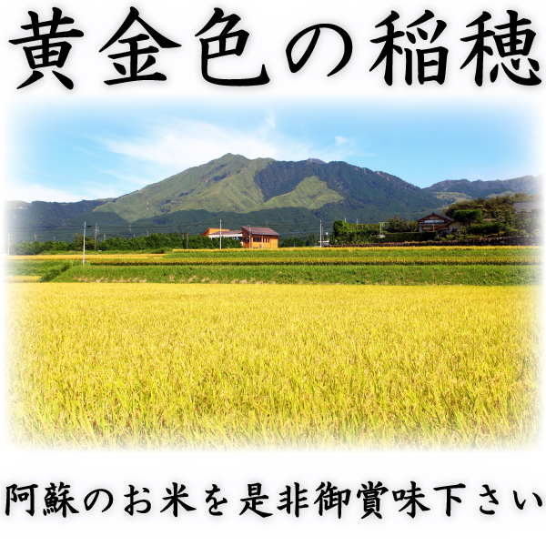 お米 米 15kg 白米 送料無料 最短 熊本県 阿蘇産 こしひかり 令和7年産 コシヒカリ 5kg3個 くまもとのお米 とみた商店 富田商店_4