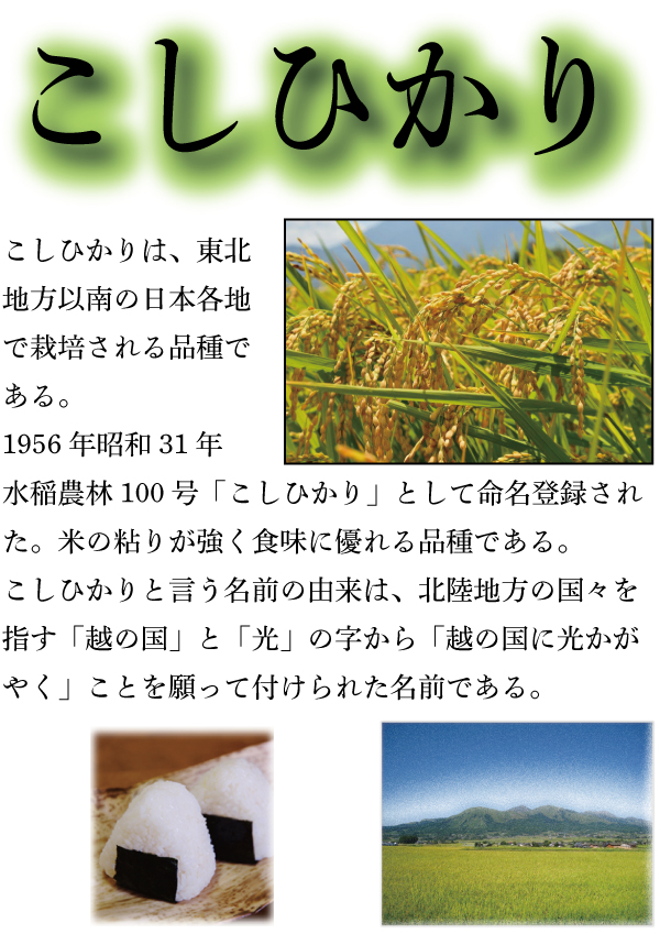 お米 米 15kg 白米 送料無料 最短 熊本県 阿蘇産 こしひかり 令和7年産 コシヒカリ 5kg3個 くまもとのお米 とみた商店 富田商店_5