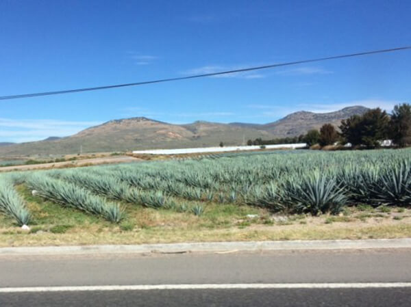 アガベシロップ 有機 甘味料 三宗貿易 有機アガベシロップ 5.6kg