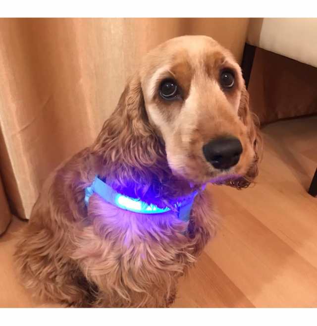 光るハーネス 胴輪 ペットグッズ ペット用品 犬用 点滅 点灯 お散歩グッズ お出かけ 夜のお散歩 夜間用 おしゃれ 目立つ 安全対策  送料無料