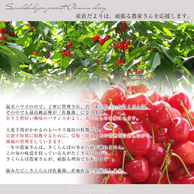 【母の日ギフト】山形県より産地直送 温室栽培さくらんぼ 佐藤錦　特秀品 Lサイズ 300g （48粒から54粒） 手詰め化粧箱 送料無料 母の日プレゼント 桜桃 さとうにしき【発送時期：カート内に記載しております】_5