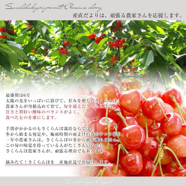 山形県より産地直送 さくらんぼ「紅秀峰」秀品　2Lサイズ　約1キロ（500g×2） 送料無料 クール便　サクランボ　桜桃【発送時期：カート内に記載しております】_6