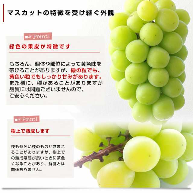 人気の贈り物が大集合 長野県産 シャインマスカット 約1.5キロ 3房 送料無料 ぶどう ブドウ 種なしぶどう