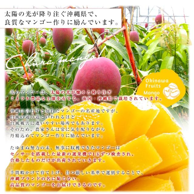 沖縄県より産地直送 JAおきなわ 美らマンゴー 最上級特A品 超大玉4Lから3Lサイズ 1キロ前後 (2玉入) 送料無料 from沖縄 沖縄マンゴー アップルマンゴー　お中元 ギフト【発送時期：カート内に記載しております】_5
