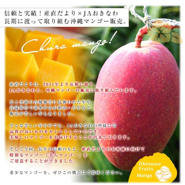 沖縄県より産地直送 JAおきなわ 美らマンゴー 最上級特A品 超大玉4Lから3Lサイズ 1キロ前後 (2玉入) 送料無料 from沖縄 沖縄マンゴー アップルマンゴー　お中元 ギフト【発送時期：カート内に記載しております】_6